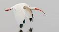 image by Kirms Photography White Ibis-1